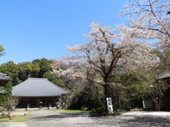 天岑寺桜7