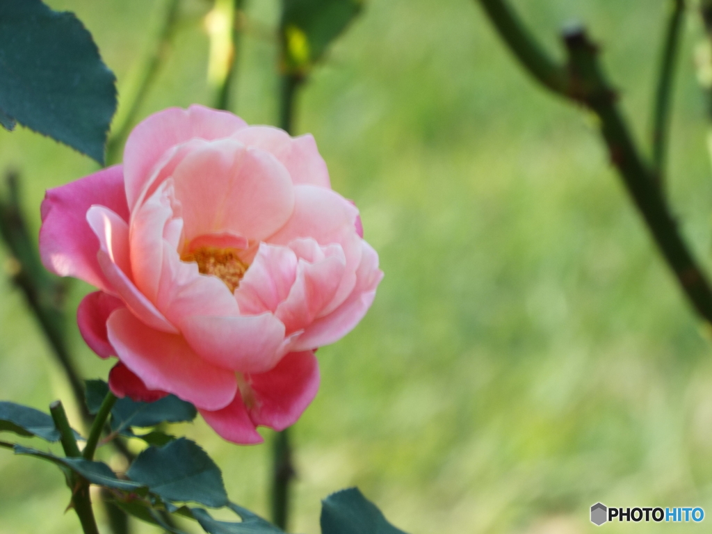 新宿御苑・秋薔薇15