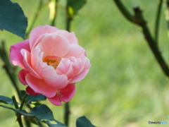 新宿御苑・秋薔薇15