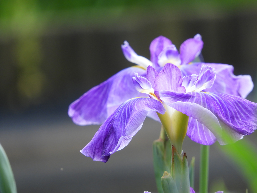 北山公園・菖蒲苑19