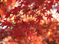 殿ヶ谷戸庭園・もみじ4