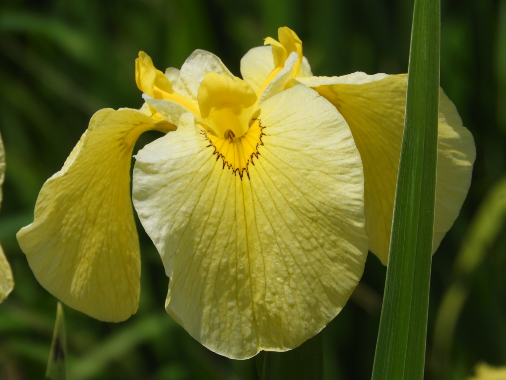 北山公園・菖蒲苑17