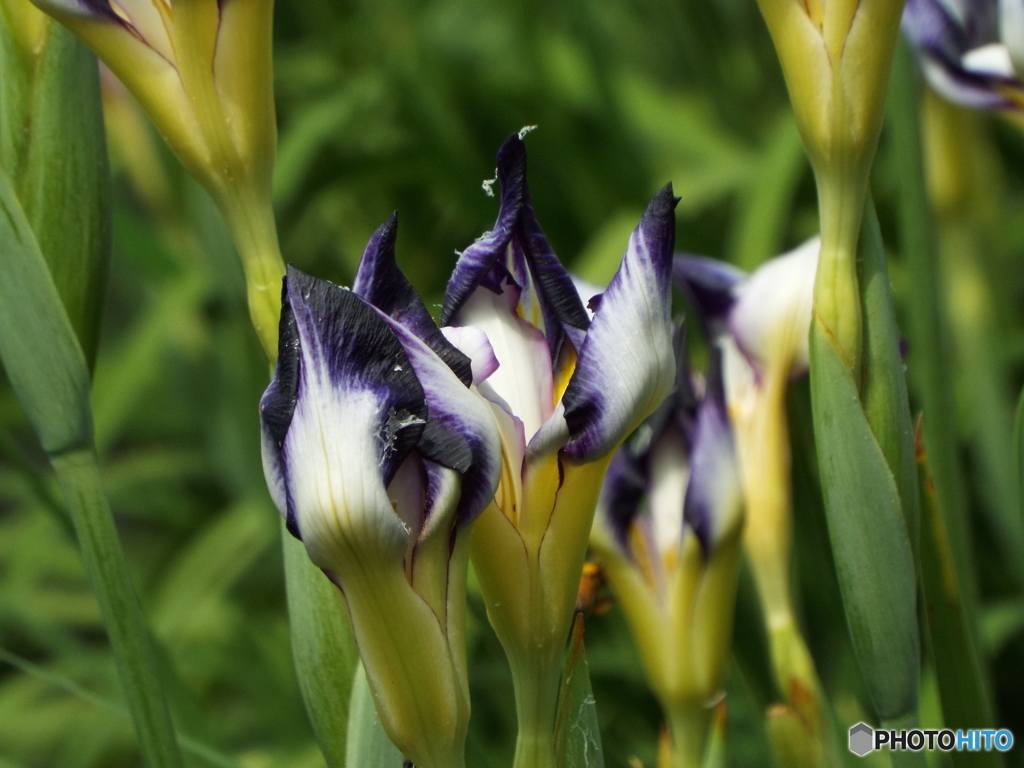 北山公園・花菖蒲16