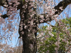 枝垂れ桜6