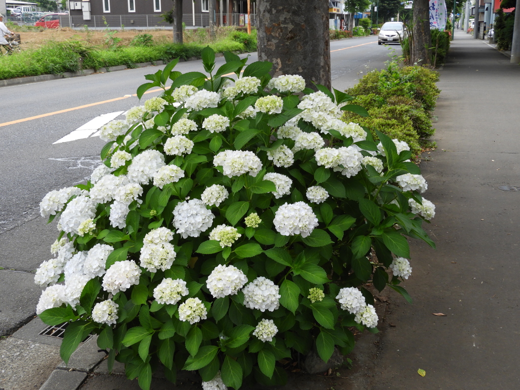 紫陽花15