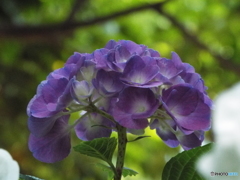 日本庭園の紫陽花7