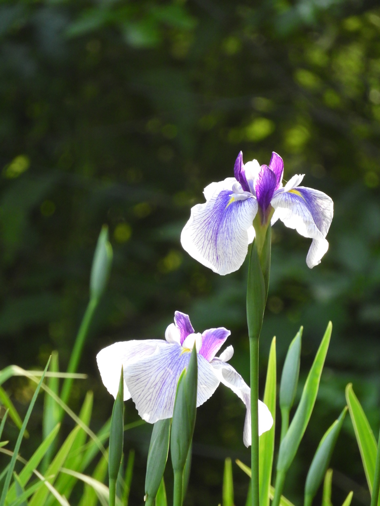 智光山公園・花菖蒲19