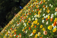 DSCF0596