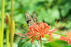 岸辺に咲く曼珠沙華12