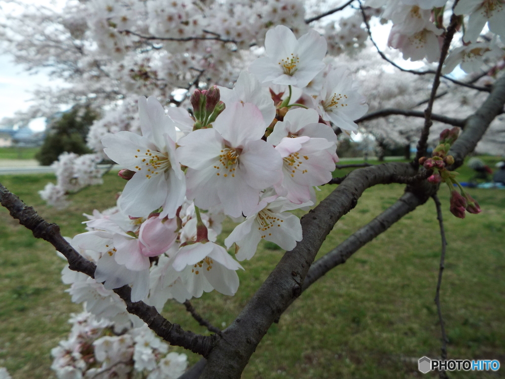 桜3