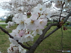 桜3