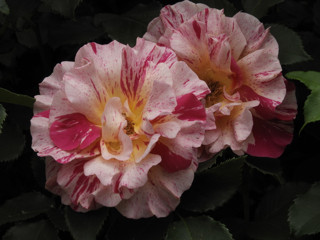 薔薇27