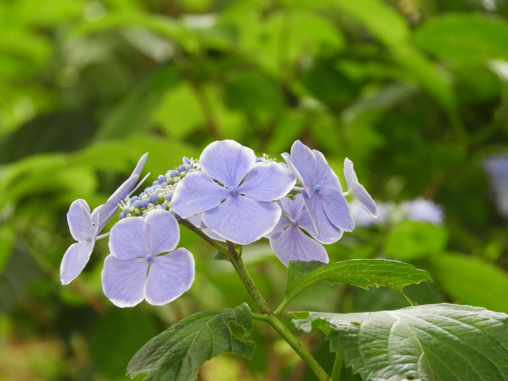 豊島園・額紫陽花19