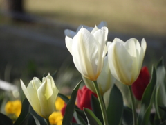 稲荷山公園・桜花壇1