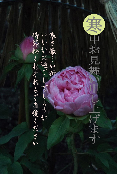寒中お見舞い12
