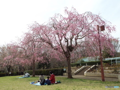 枝垂れ桜7