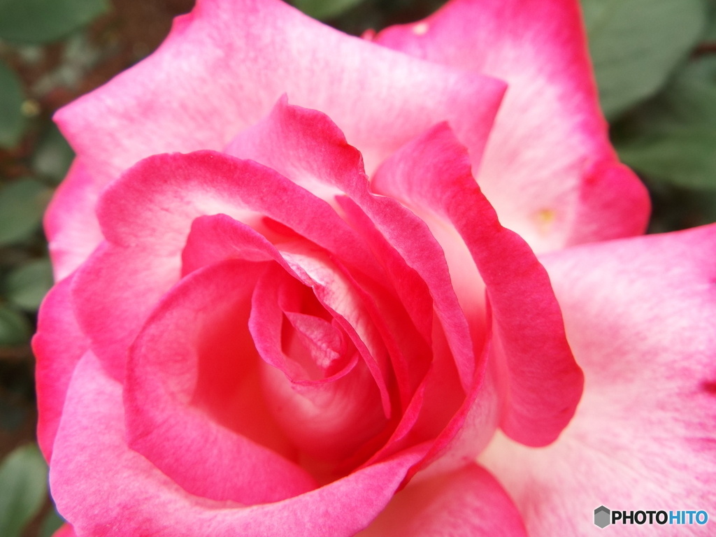 薔薇7