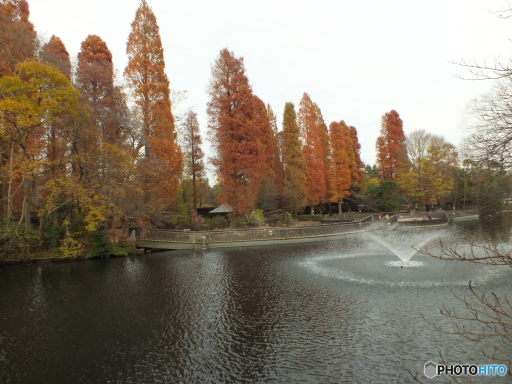 井の頭恩賜公園17