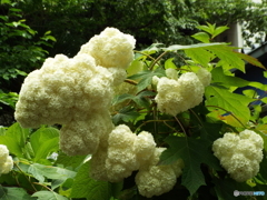 豊島園・紫陽花10