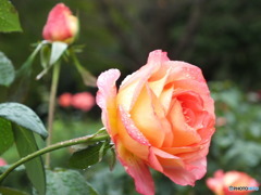 雫を纏った薔薇4