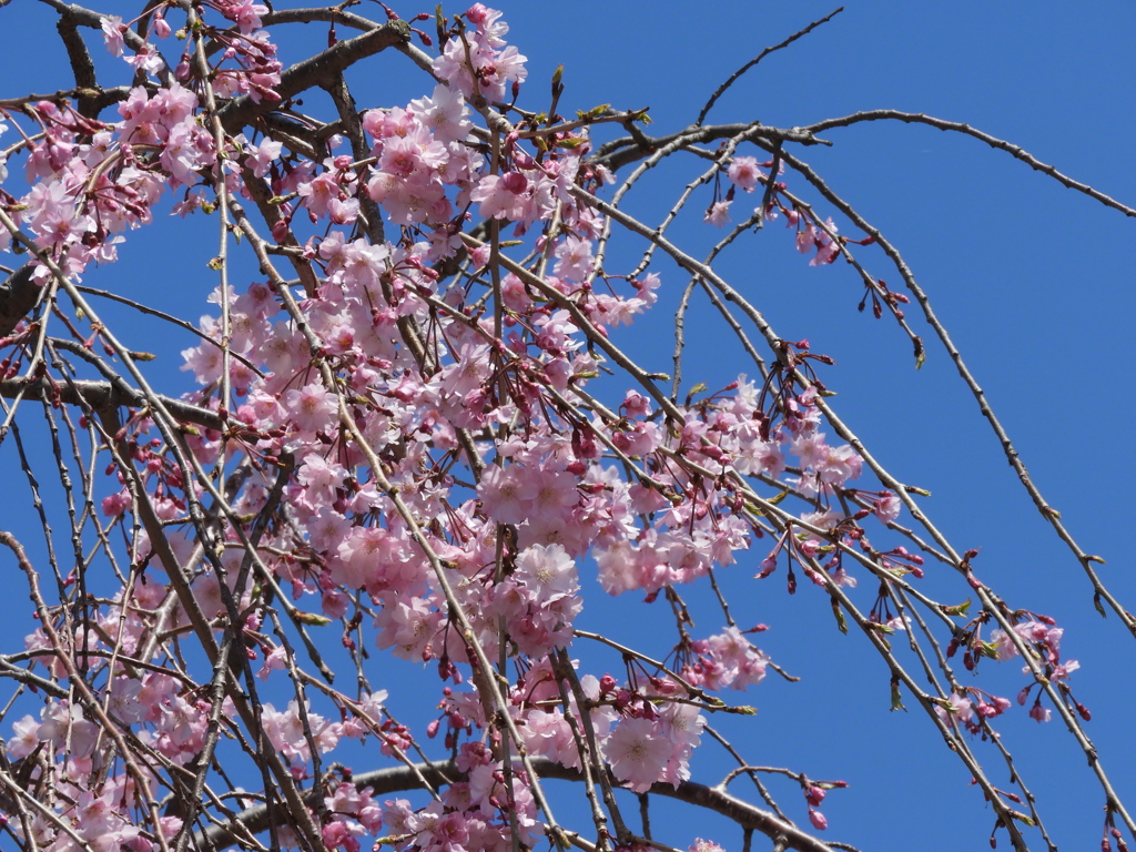 散歩道・枝垂れ桜4