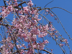 散歩道・枝垂れ桜4