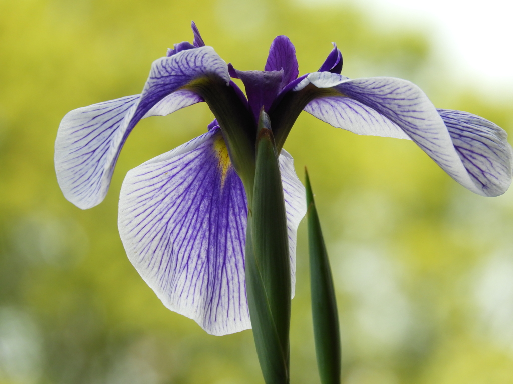 北山公園・菖蒲苑8