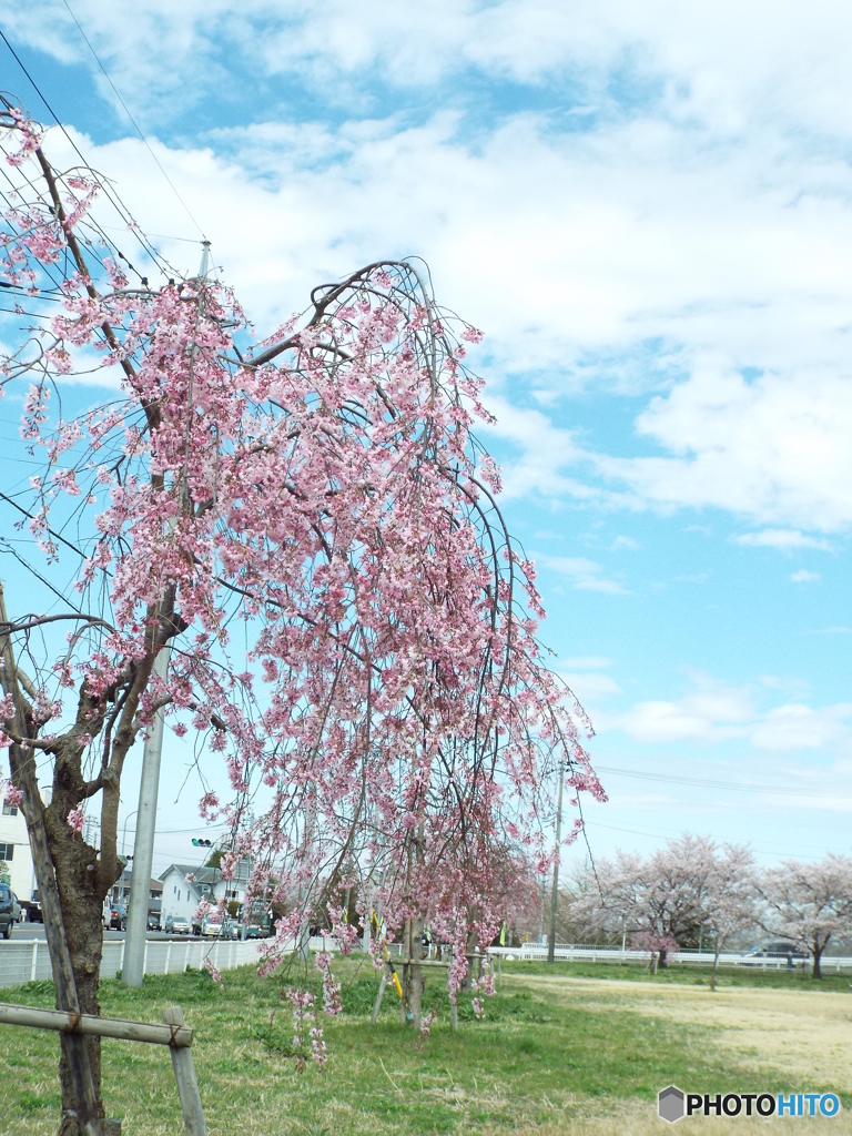 枝垂桜1