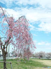 枝垂桜1