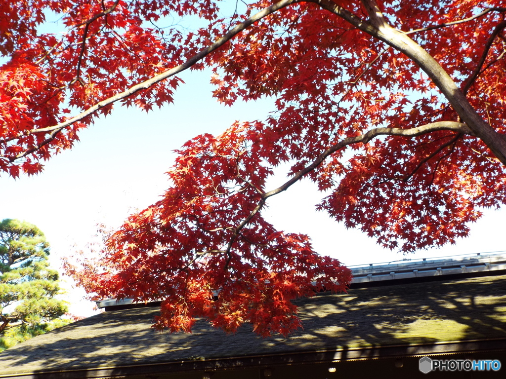 日本庭園1