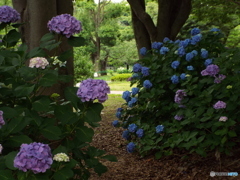 深緑の昭和記念公園14