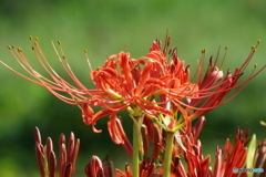 岸辺に咲く曼珠沙華18
