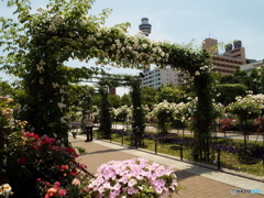 山下公園11