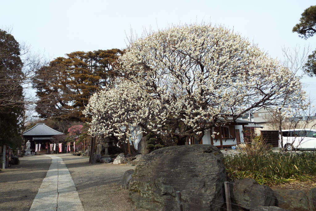 観音寺9