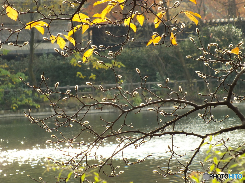 井の頭恩賜公園7