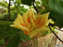 ユリノキの花