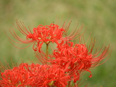 彼岸花10
