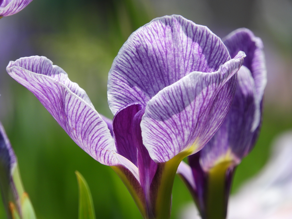 北山公園・菖蒲苑13