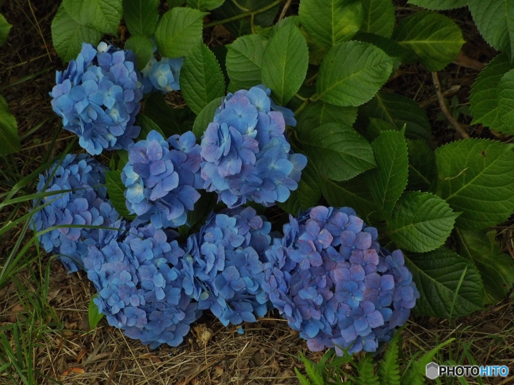 昭和記念公園・紫陽花20