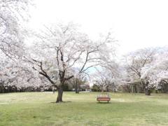 昭和記念公園・桜6