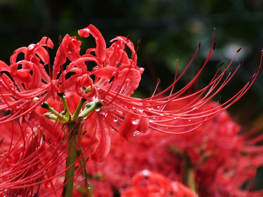 曼珠沙華2