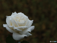 秋薔薇1
