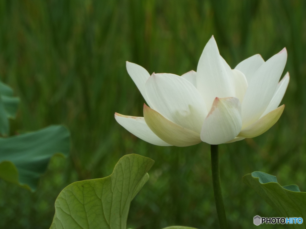 昭和記念公園・蓮13