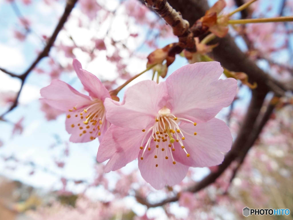 河津桜17