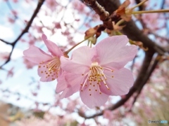 河津桜17