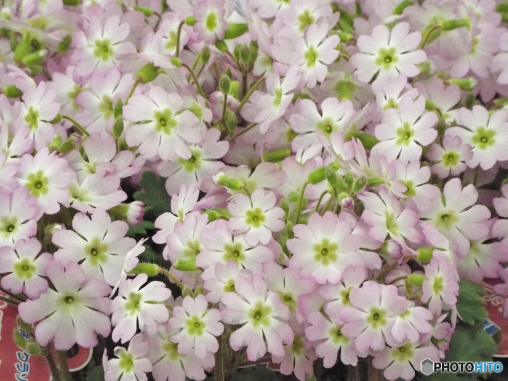 花苗4