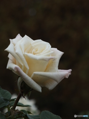 秋薔薇11