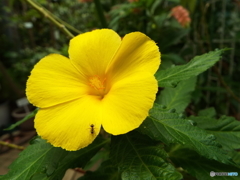 DSCF0384