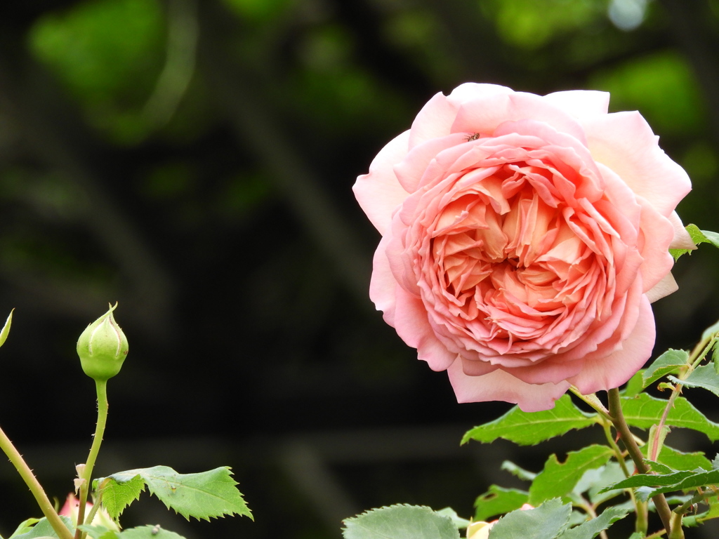 薔薇26