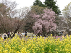 お花見9